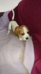 Beautiful Beagle Pupps for adoption