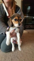 Adorable Beagle pupps for Adoption