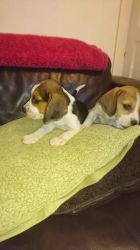 Lovely Beagle Puppiies For Free..