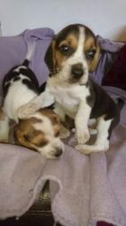 Super Pretty Beagle Pupps For Adoption