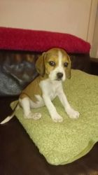 Akc Register Beagle Puppies For.....