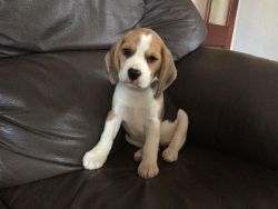 Adorable beagle pupps for fre....