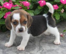 Beautiful Pedigree Beagle Pups