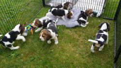 AKc Reg Beagle Pups Ready 7th August