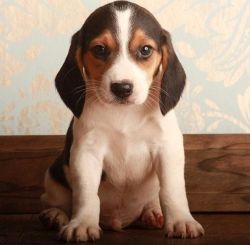 Potty Beagle Puppies for your home