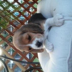 Gorgeous Ch. Sired beagle puppies
