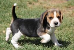 Beagle Puppies-red, White, And Chocolate Female
