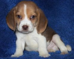 beautiful akc beagle puppies