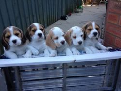 Beautiful Kc Registered Quality Beagle Puppies