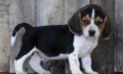 Beagle puppies,