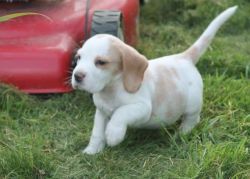 Beagle puppies going