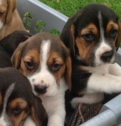 Beagle Puppies Full Pedigree Puppies