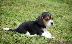 AKC registered male beagle puppy.