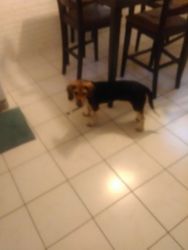 Beagle boy pup