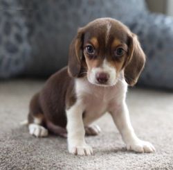 Powerful Beagle Puppies For Sale