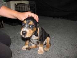 AKC beagle puppy