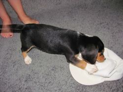 AKC male beagle puppy tornado