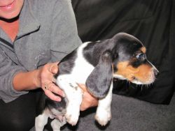 AKC male beagle puppy jij