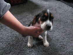 AKC female beagle puppy jj