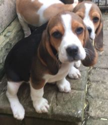 Well Behaved Male and Female Beagle Puppies For Sale Now!!!!!