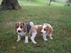 AKC Male Beagle Puppies