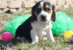 Beagle puppies male and female