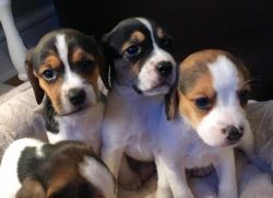 lovely male and female beagle pups