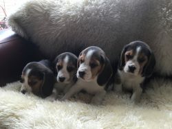 Pedigree Beagle Puppies Ready Now (xxx)xxx-xxxx