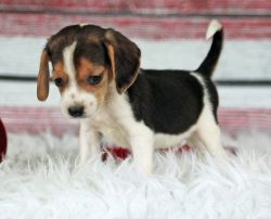 Quality Beagle Pups For Sale