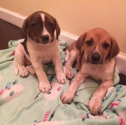 Beagle Boxer puppies