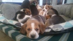 Pedigree beagle puppies
