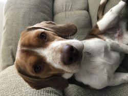 10 month old beagle puppy named woody