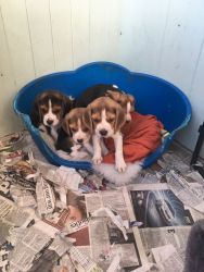 Lovely Tri Beagle Puppies (ready Now)