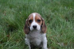 Pedigree Pocket Beagles
