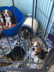 Lovely Tri Beagle Puppies