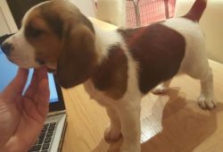 Beagle Puppies Fully Pedigree And M/chipped