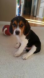 Two pure bred beagle puppies for sale