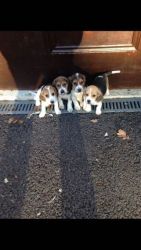 Beagle Puppies Ready To Go Now