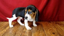 Beagle Puppies Ready Now