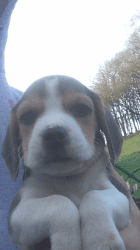 Stunning Beagle pups