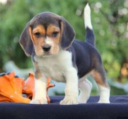 Say hello to Ella, a lovable Beagle