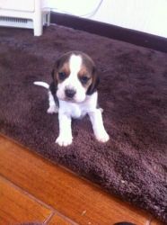 Beautiful 9 Week Old Lemon Beagle Puppy