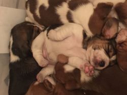 8 amazing puppy's