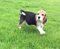 Beagle Puppies Fully Pedigree And M/chipped
