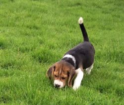 Beagle Girl Available To Loving Home