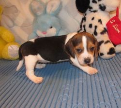 Miniature beagle for sale