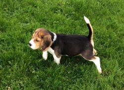 Beautiful Beagle Pups Ready Now One Girl Left