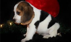 lovely beagle for christmass