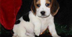 sweet beagle for adoption