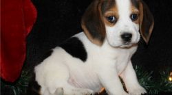 looking for a beagle puppy??